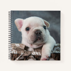Cuaderno Animales de bebé más afectados   Bulldog francés