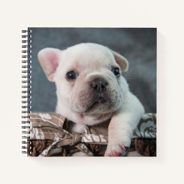 Cuaderno Animales de bebé más afectados | Bulldog francés (Anverso)