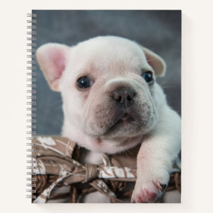 Cuaderno Animales de bebé más afectados   Bulldog francés