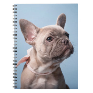 Cuaderno Animales de bebé más afectados   Bulldog francés d