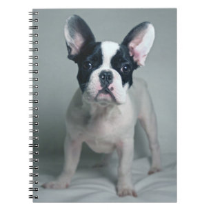 Cuaderno Animales de bebé más afectados   Cachorro de Bulld