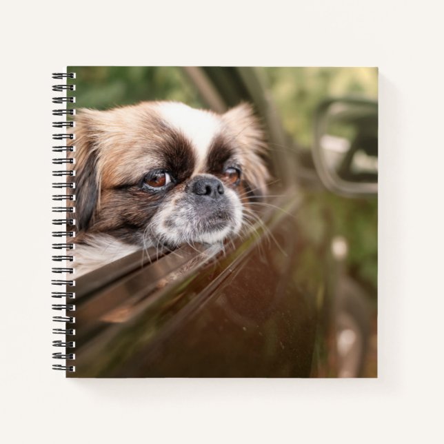 Cuaderno Animales de bebé más afectados | Cachorro pekingés (Anverso)