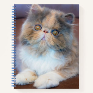 Cuaderno Animales de bebé más afectados   Calico Persian Ki