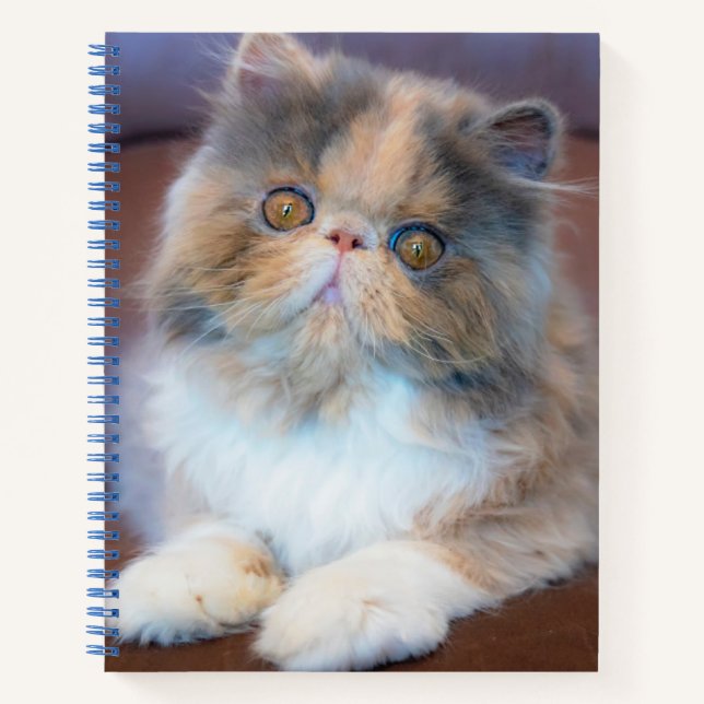 Cuaderno Animales de bebé más afectados | Calico Persian Ki (Anverso)