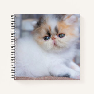 Cuaderno Animales de bebé más afectados Calico Persian Ki