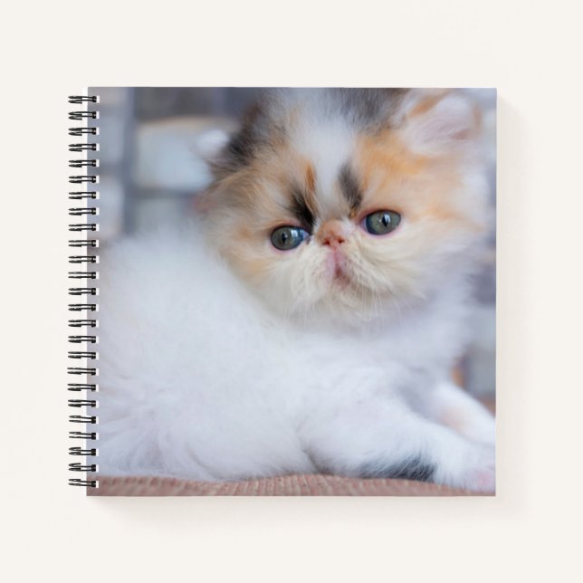 Cuaderno Animales de bebé más afectados | Calico Persian Ki (Anverso)