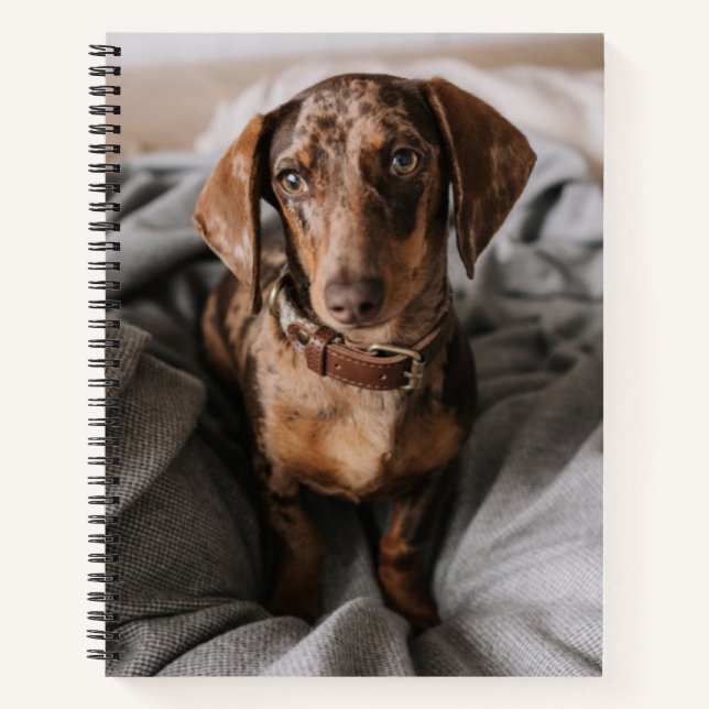 Cuaderno Animales de bebé más afectados | Chocolate Dachshu (Anverso)