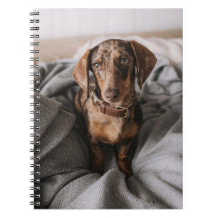 Cuaderno Animales de bebé más afectados Chocolate Dachshu