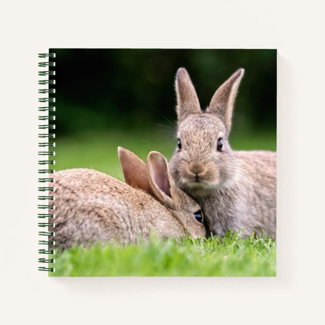 Cuaderno Animales de bebé más afectados | Conejos de conejo (Anverso)