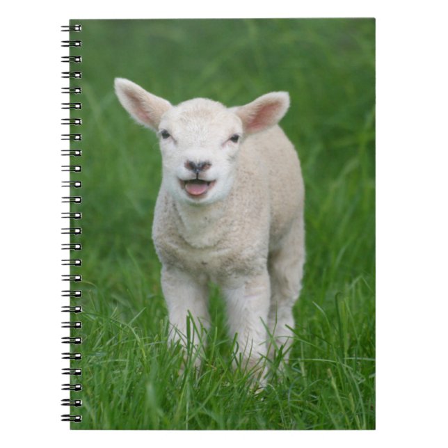 Cuaderno Animales de bebé más afectados | Cordero Lil (Frente)