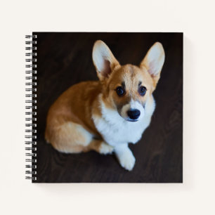 Cuaderno Animales de bebé más afectados Corgi Buscando