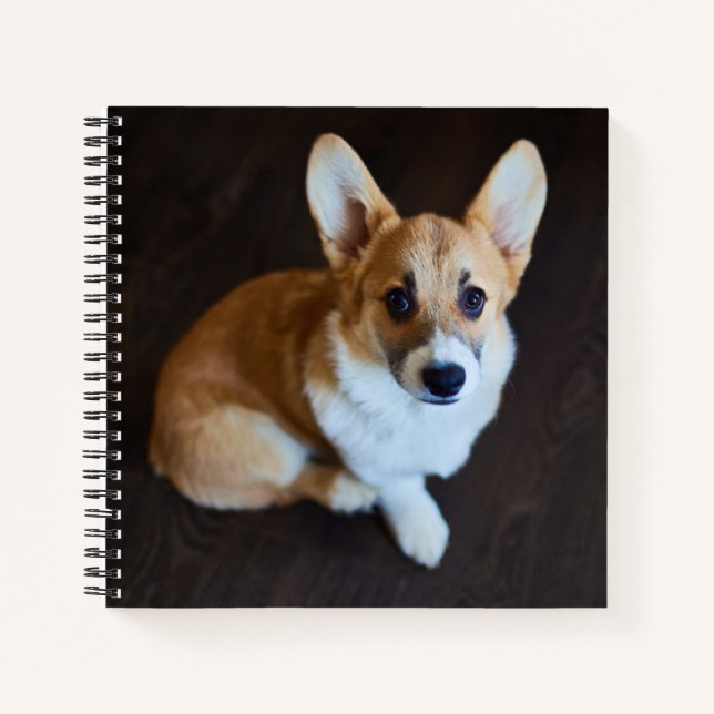 Cuaderno Animales de bebé más afectados | Corgi Buscando (Anverso)