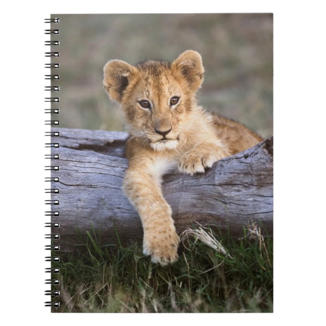 Cuaderno Animales de bebé más afectados | Cubo de león cort (Frente)