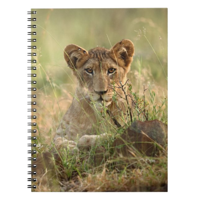 Cuaderno Animales de bebé más afectados | Cubo de león para (Frente)