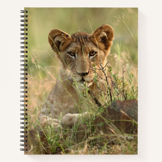 Cuaderno Animales de bebé más afectados | Cubo de león para (Anverso)