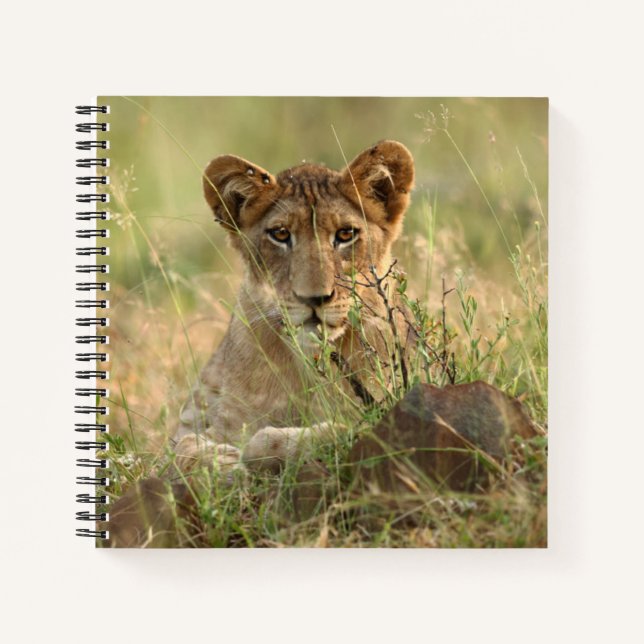 Cuaderno Animales de bebé más afectados | Cubo de león para (Anverso)