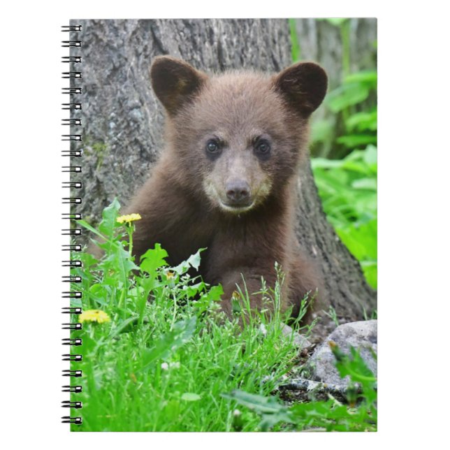 Cuaderno Animales de bebé más afectados | Cubo de oso marró (Frente)