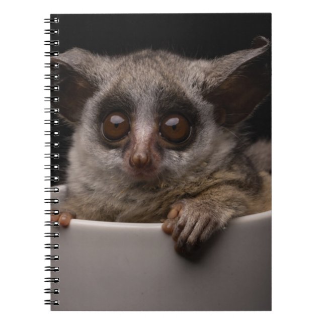 Cuaderno Animales de bebé más afectados | Cute Bushbaby (Frente)