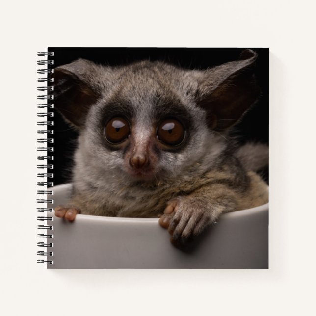 Cuaderno Animales de bebé más afectados | Cute Bushbaby (Anverso)