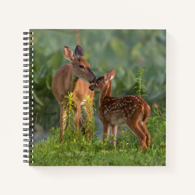 Cuaderno Animales de bebé más afectados | Deer y bebé (Anverso)