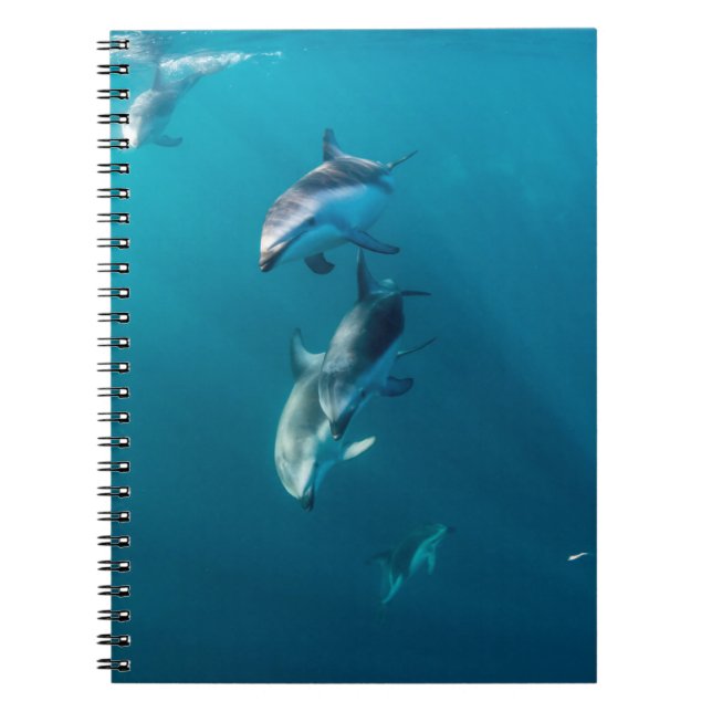 Cuaderno Animales de bebé más afectados | Dolphin Family (Frente)