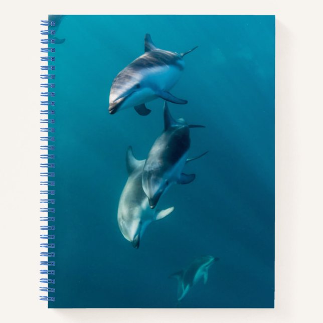 Cuaderno Animales de bebé más afectados | Dolphin Family (Anverso)