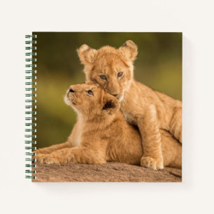 Cuaderno Animales de bebé más afectados Dos Cubos de león