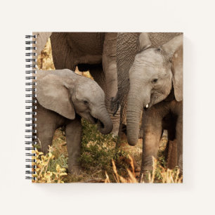 Cuaderno Animales de bebé más afectados   Dos jóvenes elefa