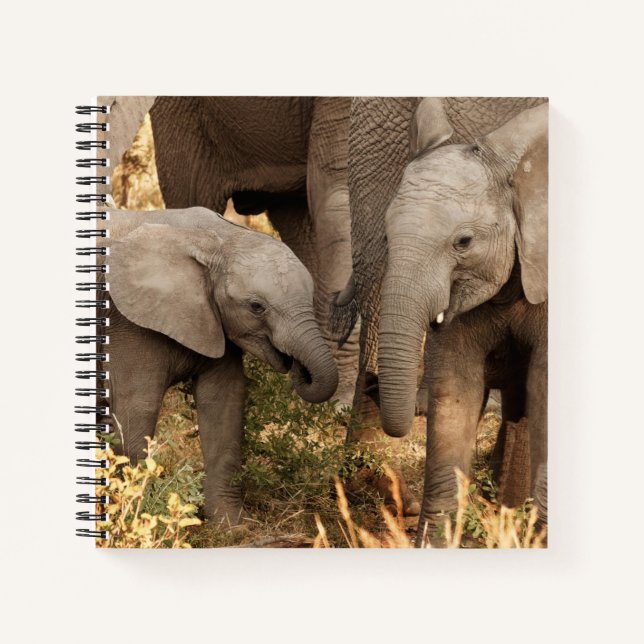 Cuaderno Animales de bebé más afectados | Dos jóvenes elefa (Anverso)