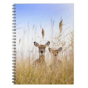 Cuaderno Animales de bebé más afectados Dos jóvenes venad