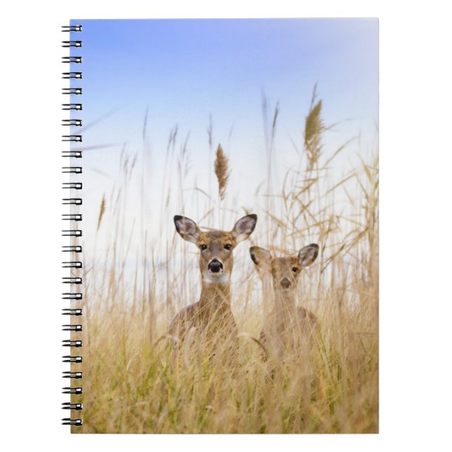 Cuaderno Animales de bebé más afectados | Dos jóvenes venad (Frente)