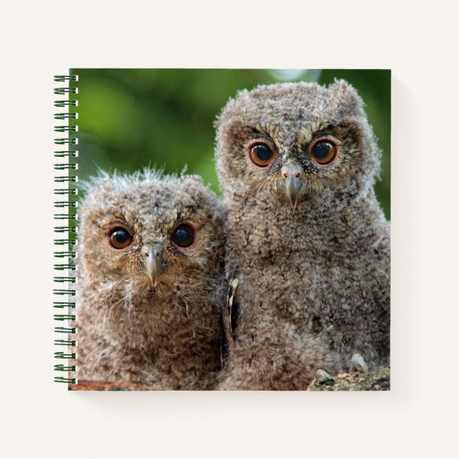 Cuaderno Animales de bebé más afectados | Dos Lechuzas Jóve (Anverso)