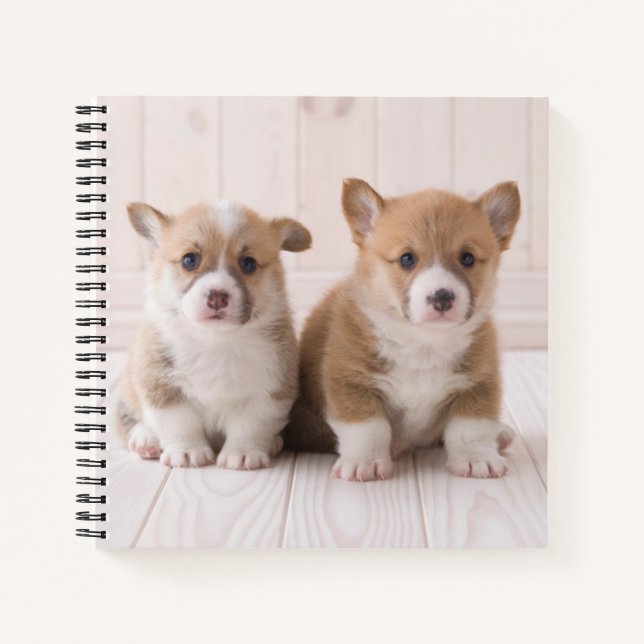 Cuaderno Animales de bebé más afectados | Dos sesiones de B (Anverso)