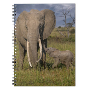 Cuaderno Animales de bebé más afectados   Elefante Amama co