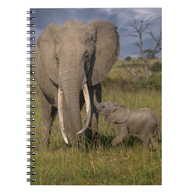 Cuaderno Animales de bebé más afectados | Elefante Amama co (Frente)