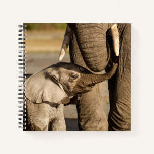 Cuaderno Animales de bebé más afectados   Elefante bebé y m