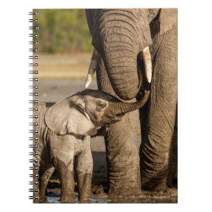 Cuaderno Animales de bebé más afectados   Elefante bebé y m
