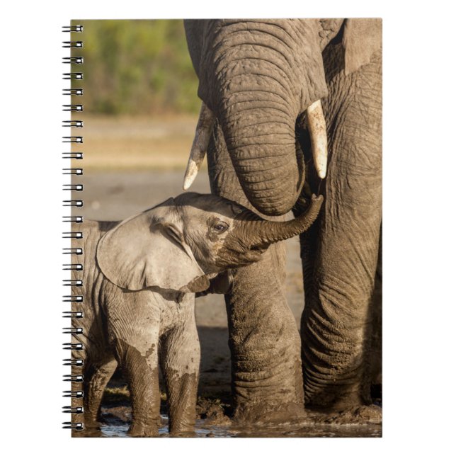 Cuaderno Animales de bebé más afectados | Elefante bebé y m (Frente)
