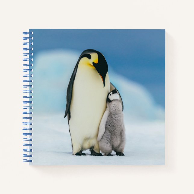 Cuaderno Animales de bebé más afectados | Emperador Pingüin (Anverso)