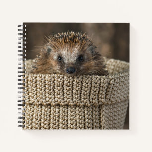 Cuaderno Animales de bebé más afectados Erizo en una cana