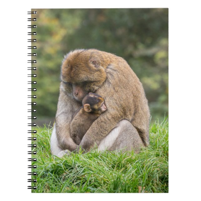 Cuaderno Animales de bebé más afectados | Familia Barbary M (Frente)