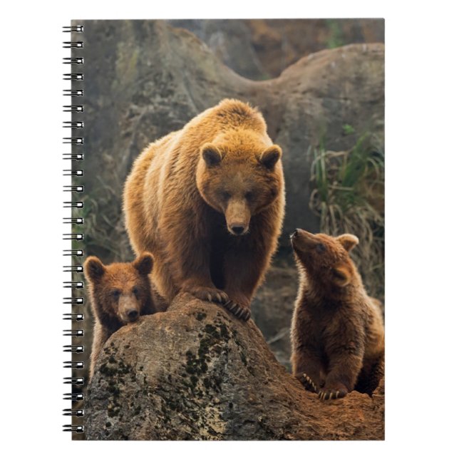 Cuaderno Animales de bebé más afectados | Familia de oso ma (Frente)