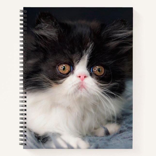 Cuaderno Animales de bebé más afectados | Fluffy B&W Kitten (Anverso)