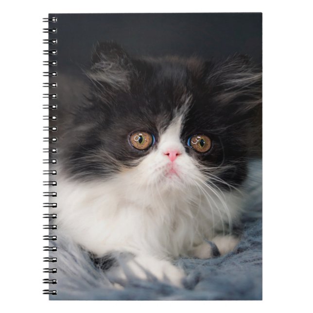 Cuaderno Animales de bebé más afectados | Fluffy B&W Kitten (Frente)
