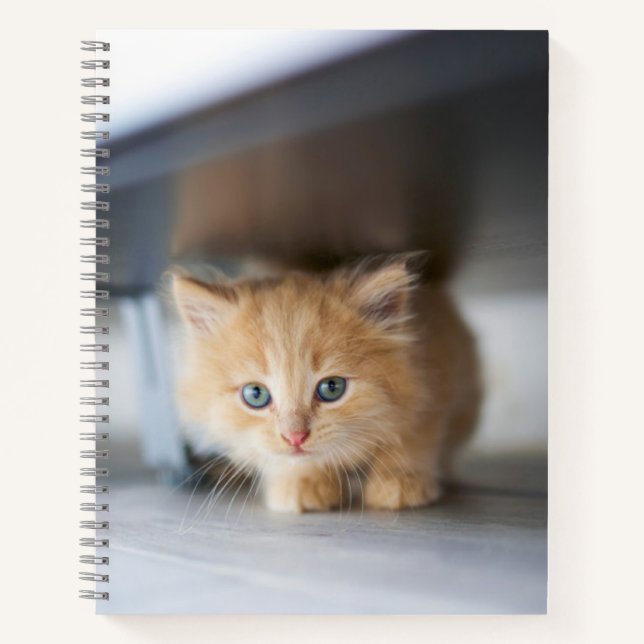 Cuaderno Animales de bebé más afectados | Fluffy Naranja Ki (Anverso)