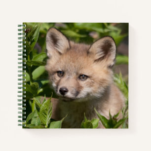 Cuaderno Animales de bebé más afectados   Fox Kit