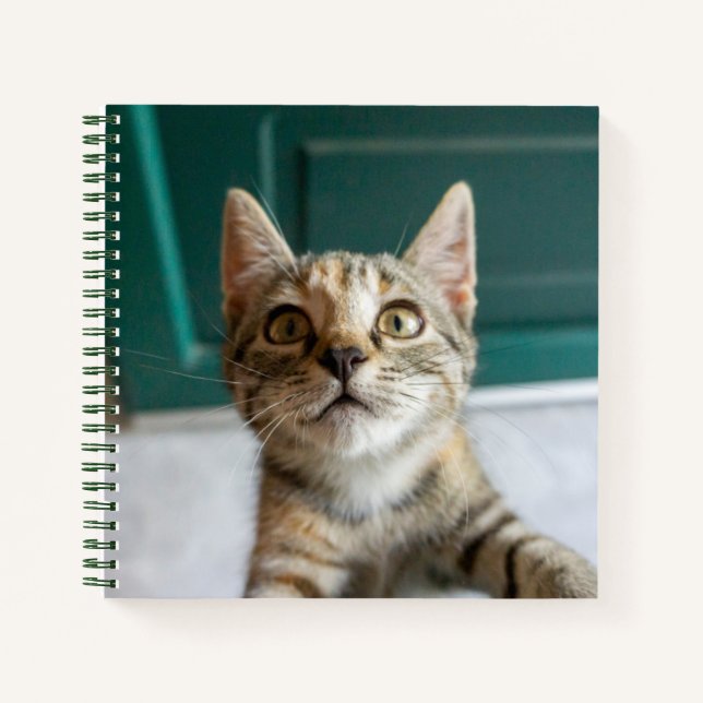 Cuaderno Animales de bebé más afectados | Gatita Cuta Tabby (Anverso)
