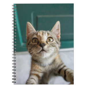 Cuaderno Animales de bebé más afectados   Gatita Cuta Tabby