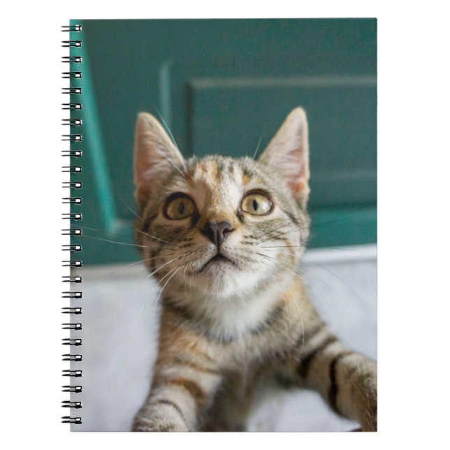 Cuaderno Animales de bebé más afectados | Gatita Cuta Tabby (Frente)