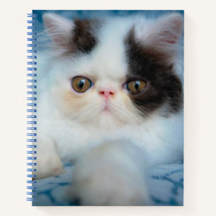 Cuaderno Animales de bebé más afectados   Gatito blanco y n